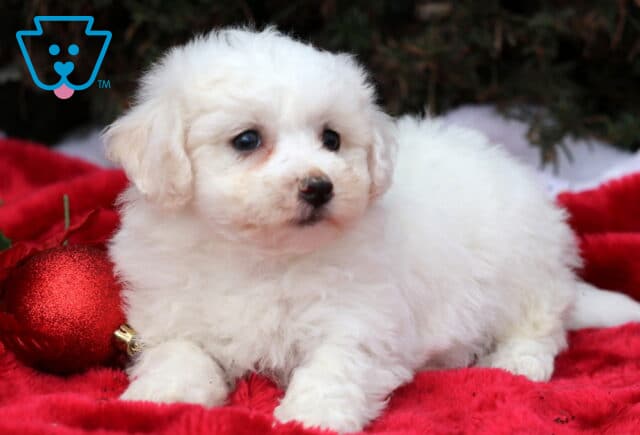 Scrappy Bichon2 image