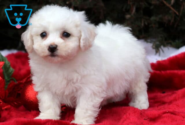 Scrappy Bichon3 image