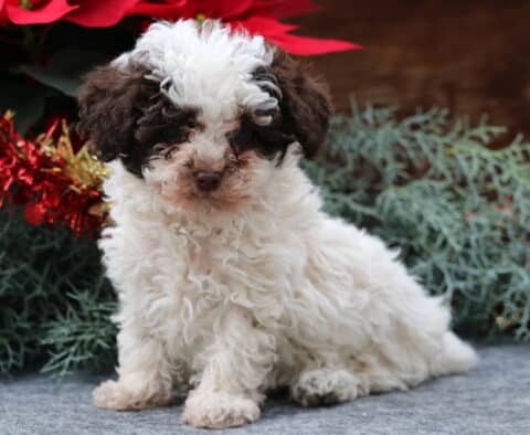 Curly white and brown Toy Poodle puppy sitting on a gray surface with festive greenery, red tinsel, and poinsettias in the background, looking softly at the camera.