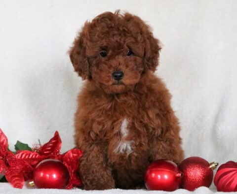 Sebastian Toy Poodle