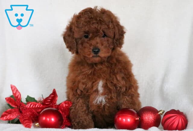 Sebastian Toy Poodle image
