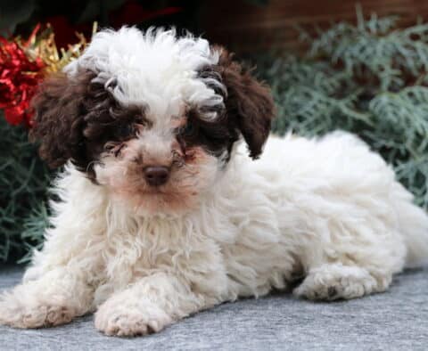 Sebastian Toy Poodle2
