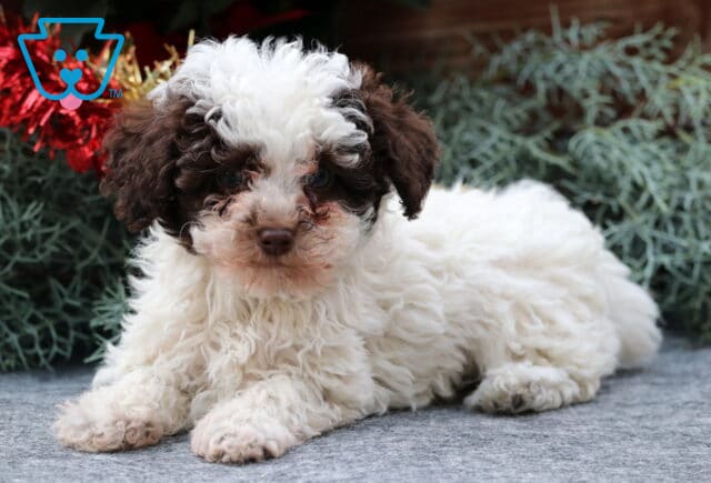 Sebastian Toy Poodle2 image