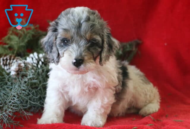 Curly merle Cockapoo puppy sitting on a red blanket with fluffy white fur and gray, black, and tan patches, posed beside frosted winter greenery and pinecones. image