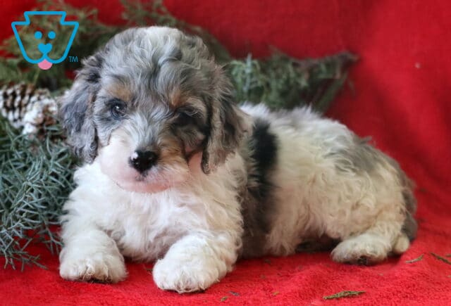 Sweet merle Cockapoo puppy lying on a bright red blanket with fluffy white fur and gray, black, and tan patches, posed beside frosted greenery and pinecones. image