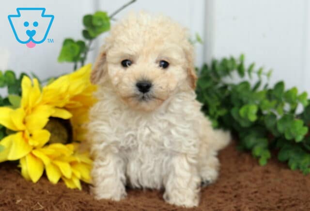 Shadow Toy Poodle image