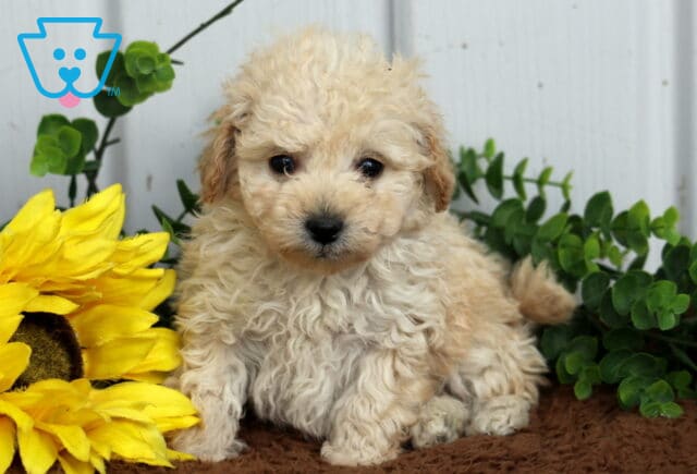 Shadow Toy Poodle2 image