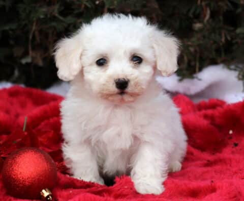 Shamrock Bichon