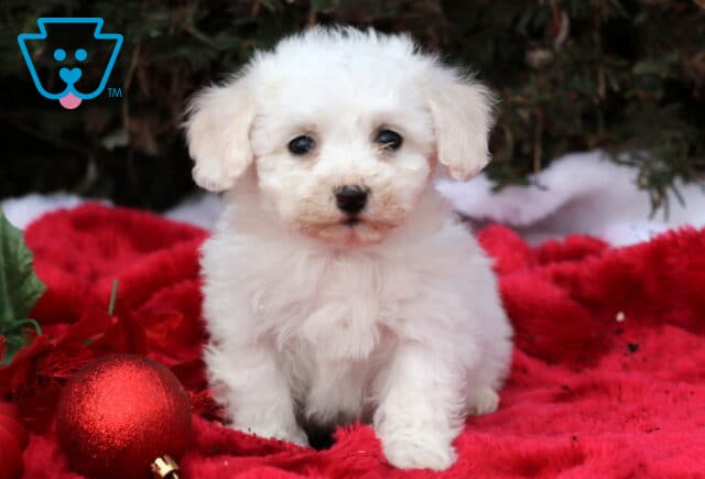 Shamrock Bichon image