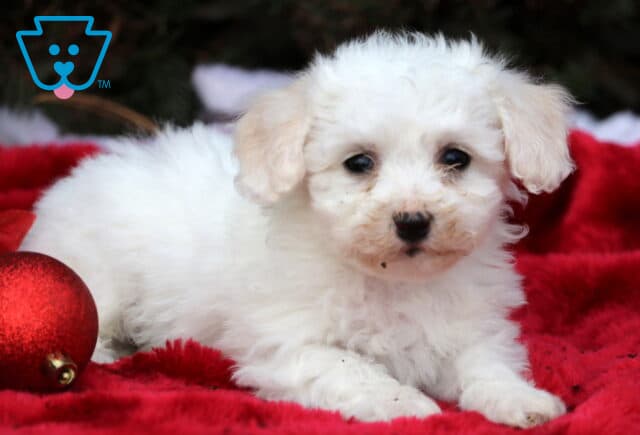 Shamrock Bichon2 image