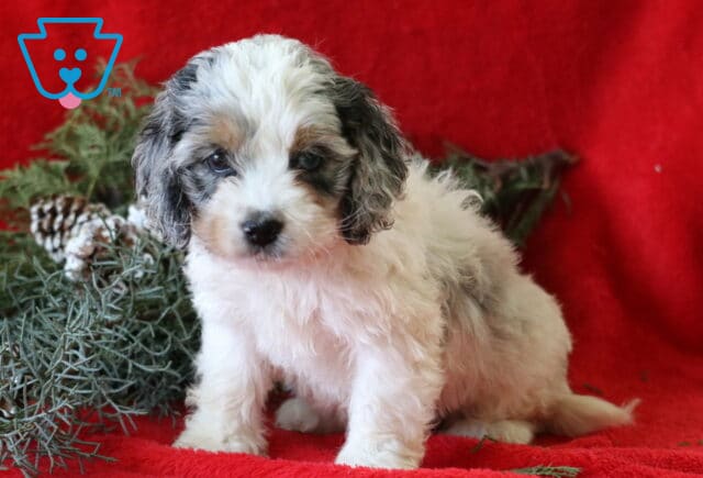 Shayla Cockapoo image