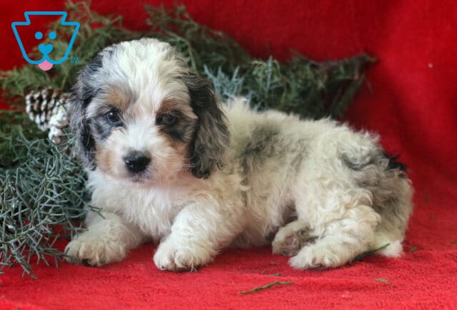 Shayla Cockapoo2 image