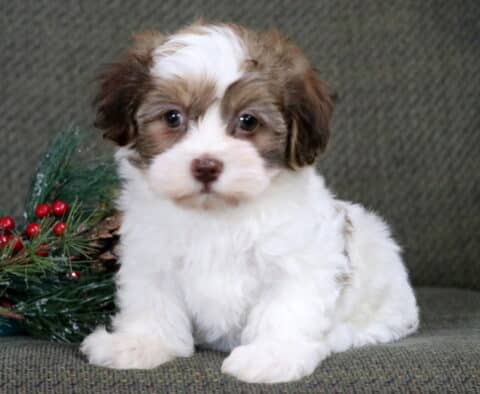 Adorable white and tan Havanese puppy sitting on a green textured surface, looking directly at the camera with a festive pine and red berry decoration beside it.