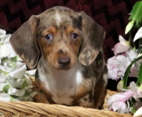 Light dapple Mini Dachshund puppy with soft brown and cream markings sitting in a wicker basket surrounded by white and pink flowers, looking gently at the camera with floppy ears.