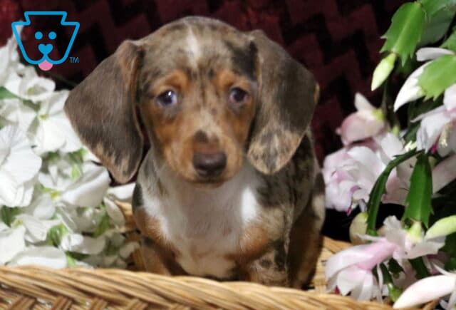 Light dapple Mini Dachshund puppy with soft brown and cream markings sitting in a wicker basket surrounded by white and pink flowers, looking gently at the camera with floppy ears. image