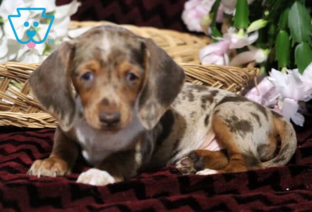 Light brown and cream dapple Mini Dachshund puppy lying on a dark red patterned blanket beside a wicker basket and soft pink flowers, looking calm and relaxed. image