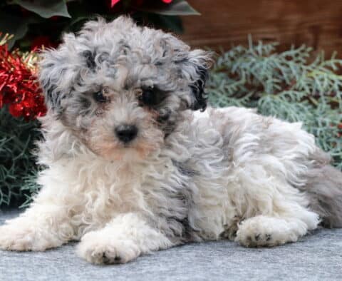 Silver Toy Poodle2