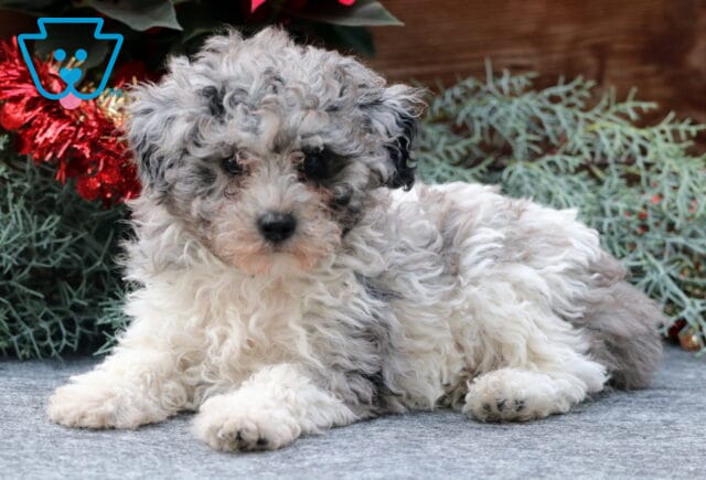 Silver Toy Poodle2 image