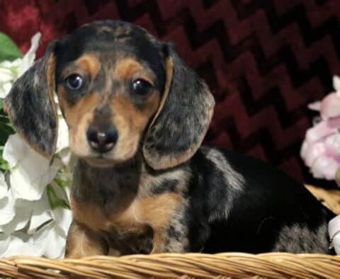 Black and tan dapple Mini Dachshund puppy sitting in a wicker basket surrounded by white and pink flowers, gazing sweetly at the camera with shiny short fur and floppy ears.