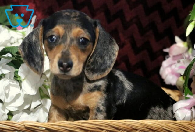 Black and tan dapple Mini Dachshund puppy sitting in a wicker basket surrounded by white and pink flowers, gazing sweetly at the camera with shiny short fur and floppy ears. image
