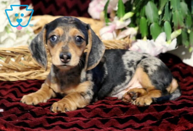 Cute black and tan dapple Mini Dachshund puppy lying on a dark red blanket beside a wicker basket and flowers, looking up with big brown eyes and a calm expression. image
