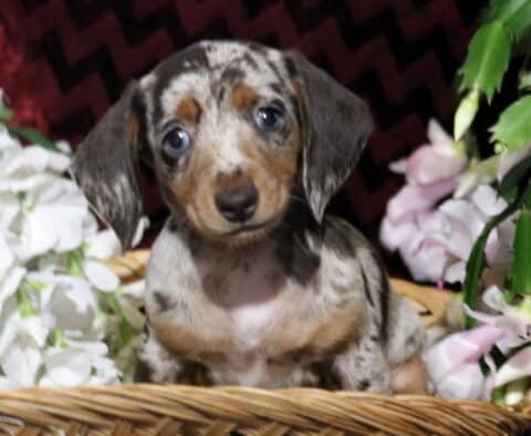 Sweet dapple Mini Dachshund puppy with blue eyes sitting in a wicker basket surrounded by white and pink flowers, gazing curiously at the camera against a burgundy background.