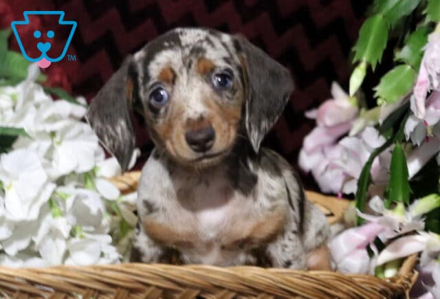 Sweet dapple Mini Dachshund puppy with blue eyes sitting in a wicker basket surrounded by white and pink flowers, gazing curiously at the camera against a burgundy background. image
