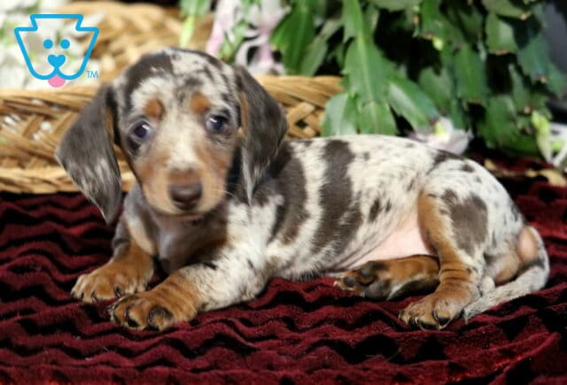 Adorable dapple Mini Dachshund puppy lying on a dark red textured blanket, showing off its short legs, long body, and expressive blue eyes with a mix of gray, black, and tan coat markings. image