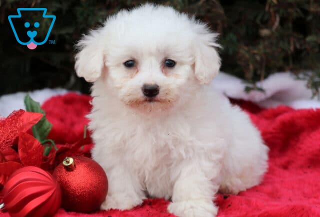 Slinky Bichon image