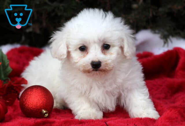 Slinky Bichon2 image