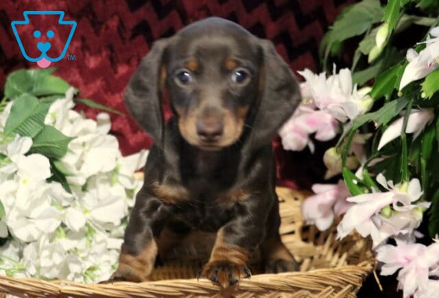 Black and tan Mini Dachshund puppy sitting in a wicker basket surrounded by white and pink flowers, looking curiously at the camera with a shiny short coat and floppy ears. image