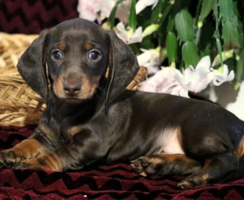 Black and tan Mini Dachshund puppy lying on a dark red blanket beside a wicker basket and pink flowers, looking calm with shiny fur and soulful brown eyes.