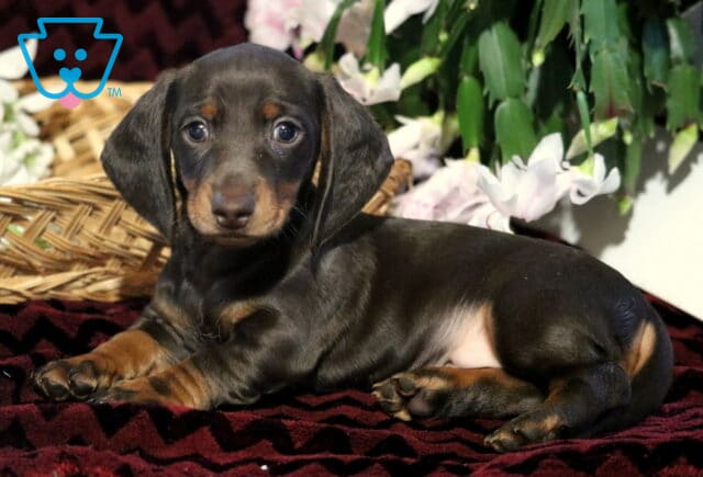 Black and tan Mini Dachshund puppy lying on a dark red blanket beside a wicker basket and pink flowers, looking calm with shiny fur and soulful brown eyes. image