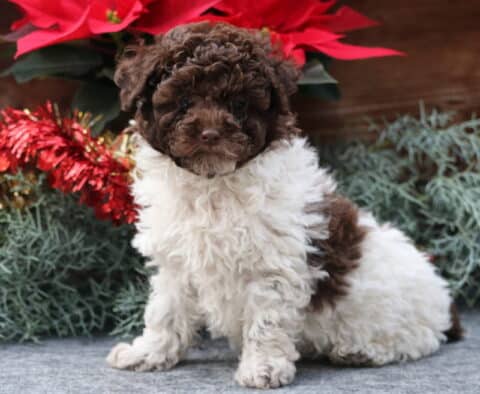 Curly brown-and-white Toy Poodle puppy sitting on a gray surface with festive red tinsel and greenery behind, looking sweetly at the camera with soft, fluffy curls.