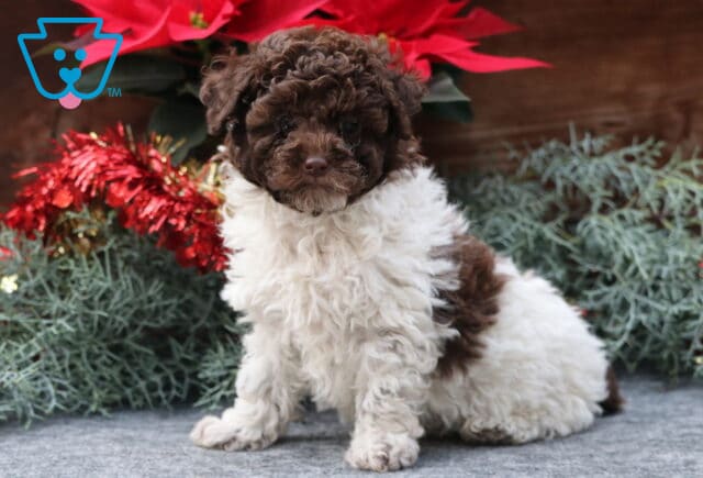 Sneakers Toy Poodle image