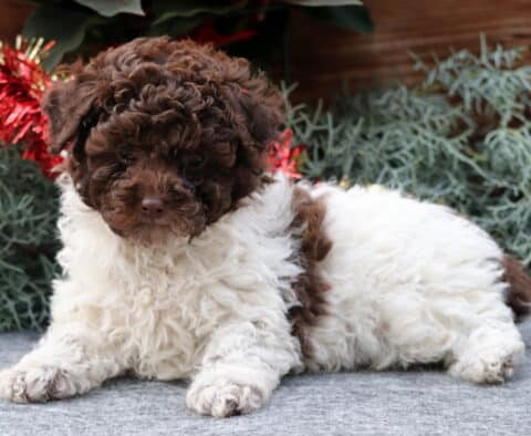 Sneakers Toy Poodle2