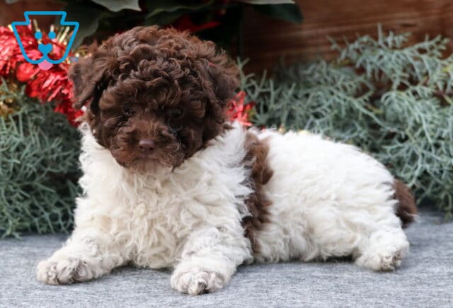 Sneakers Toy Poodle2 image