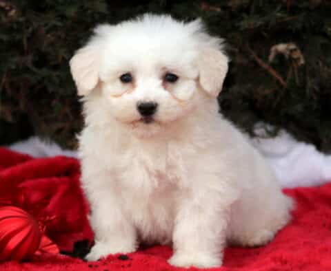Sonny Bichon