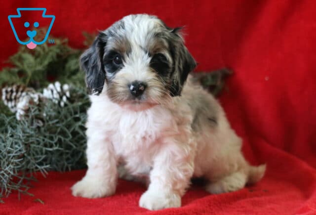 Sonny COckapoo image