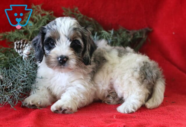 Sonny COckapoo2 image