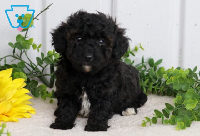 Sonny Toy Poodle image