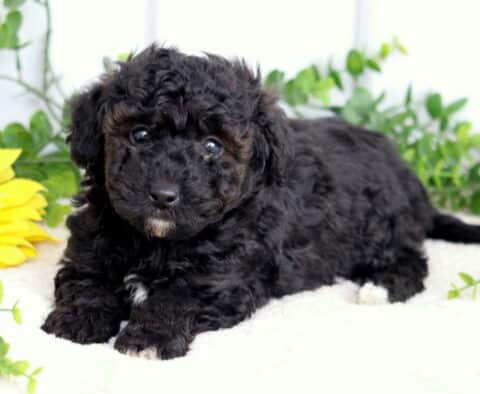 Sonny Toy Poodle2