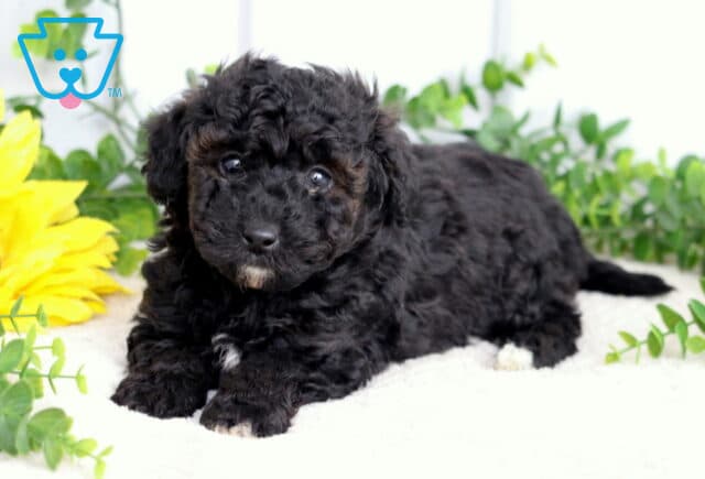 Sonny Toy Poodle2 image