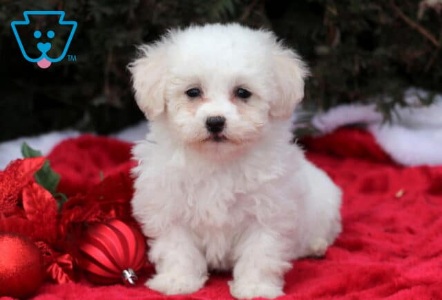 Sophie Bichon image
