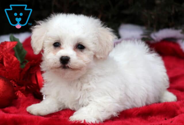 Sophie Bichon2 image