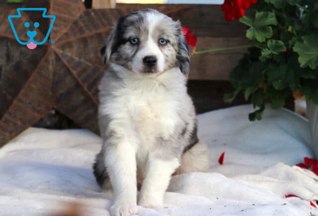 Sophie Mini Aussie image