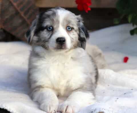 Sophie Mini Aussie2
