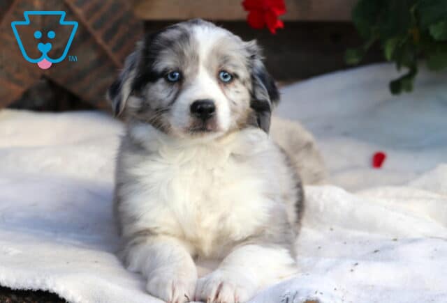 Sophie Mini Aussie2 image