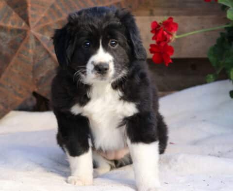 Fluffy black and white Mini Australian Shepherd puppy sitting on a soft white blanket with red flowers in the background, gazing sweetly at the camera.