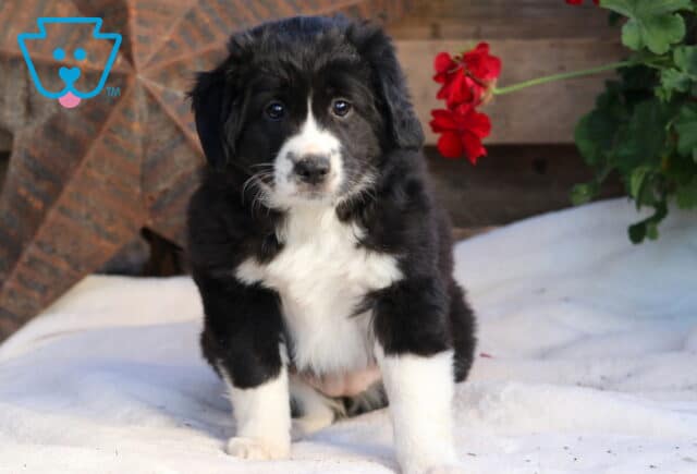 Specil Mini Aussie image